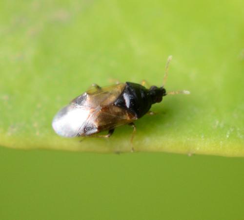 Orius sp.